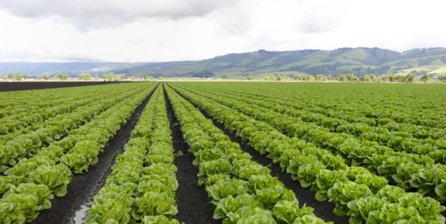 The Sweet Potato - field of lettuce