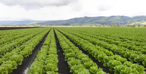 The Sweet Potato - crop of lettuce