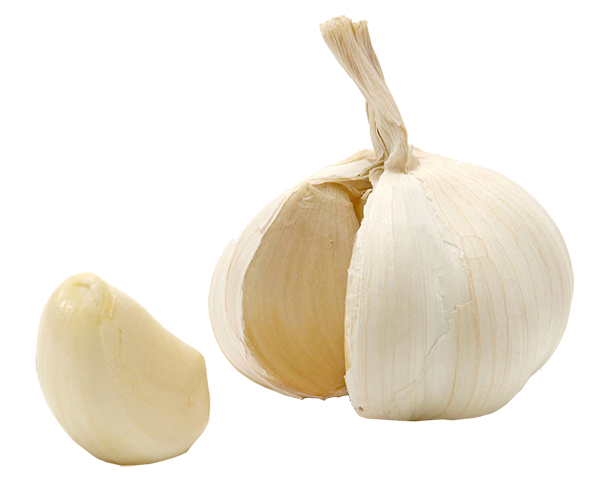 The Sweet Potato - French Artichoke garlic, an heirloom variety in season now