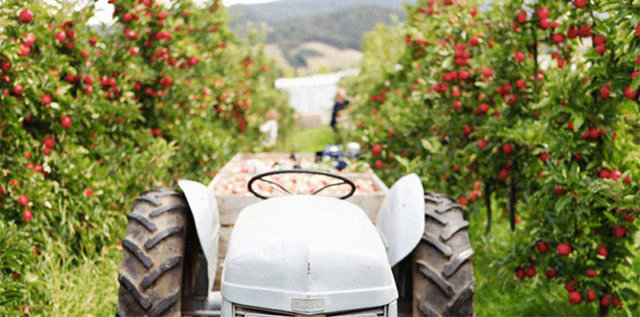 A tractor parked in an apple orchard