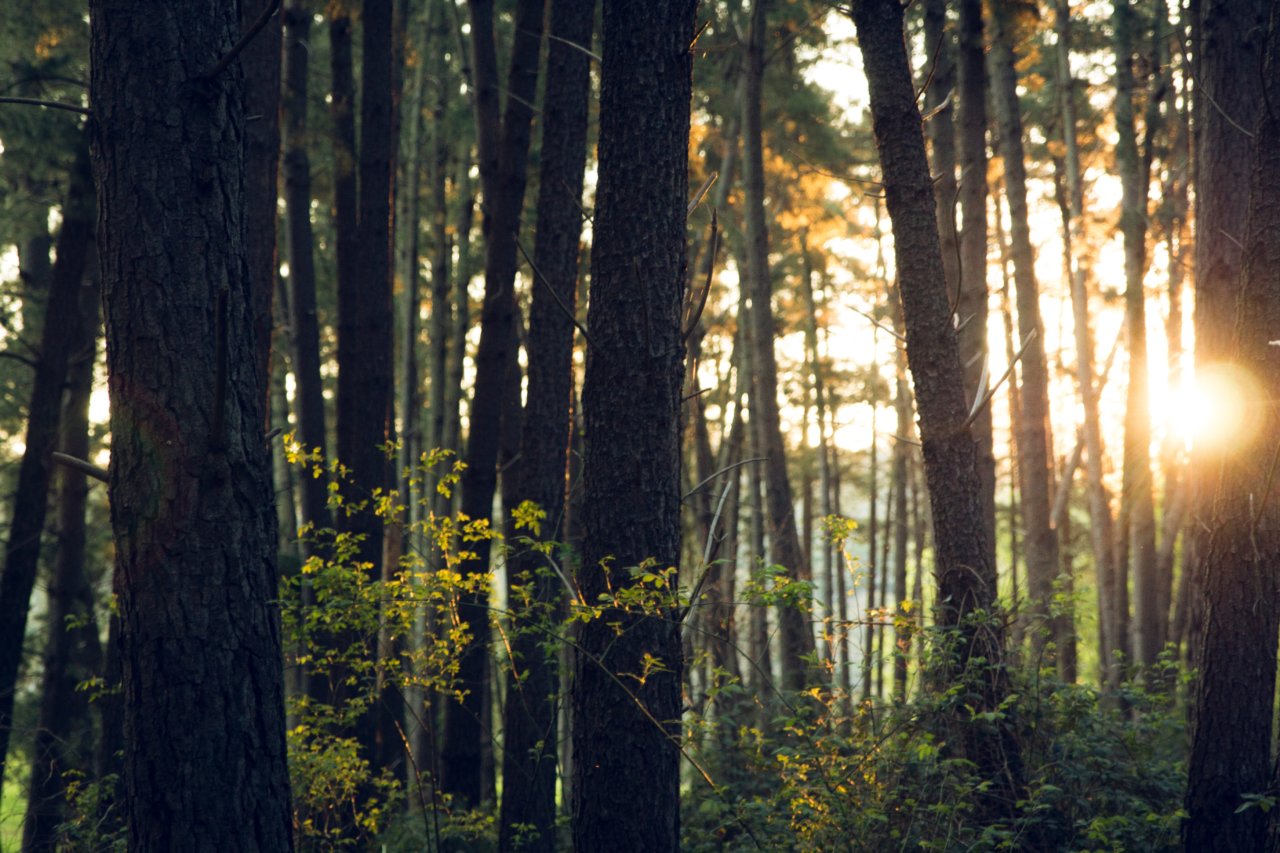 https://thesweetpotato.ca/wp-content/uploads/2021/02/dan-stark-hEceQrBaIiE-unsplash-1280x853.jpg