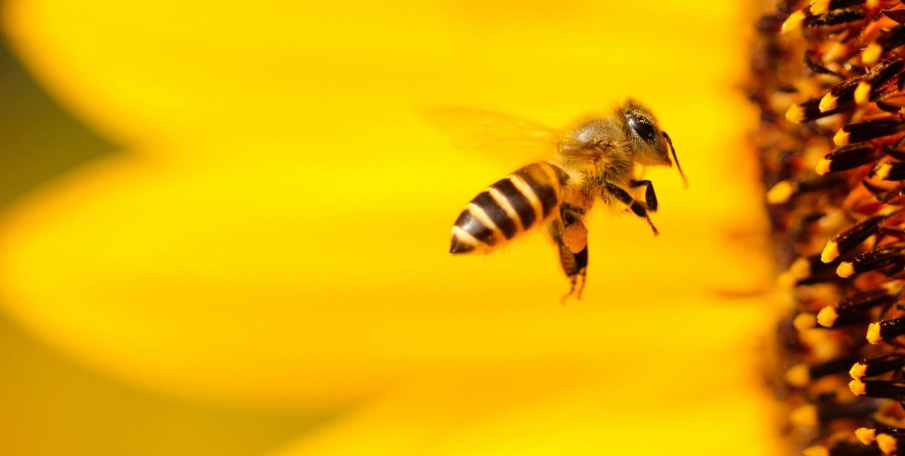 https://thesweetpotato.ca/wp-content/uploads/2022/02/boris-smokrovic-gr7ZkoZnHXU-unsplash-scaled-e1645134063265-1280x646.jpg