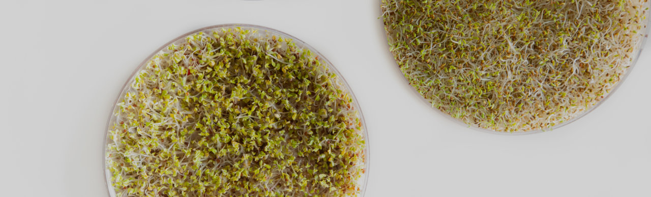 https://thesweetpotato.ca/wp-content/uploads/2022/05/whysprouted_Silver-Hills-1280x388.jpg